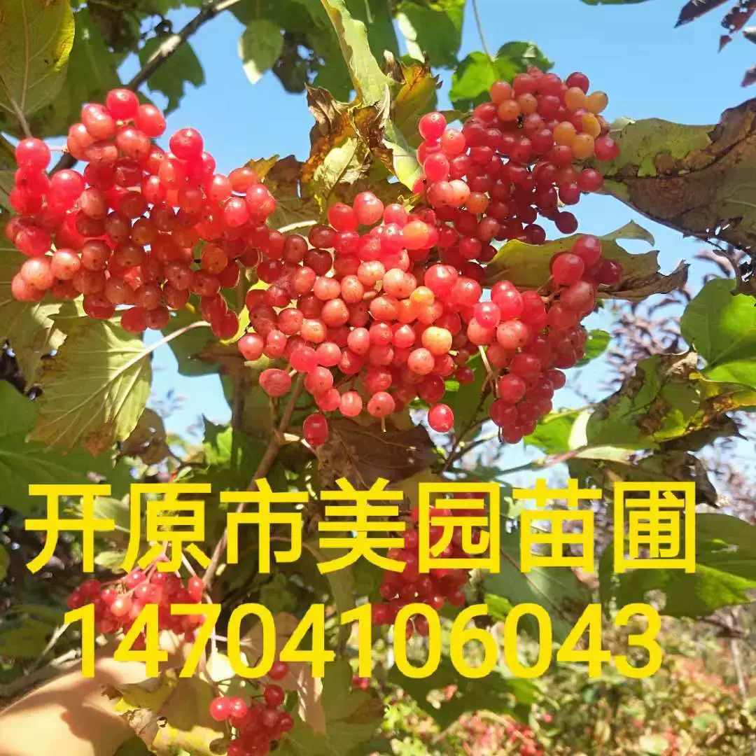 В 2020 году база поставляет вентиляторы стручков куриного дерева Tianmu Qionghua (цветок головы Будды) Tianmu Qionghua цена оптом