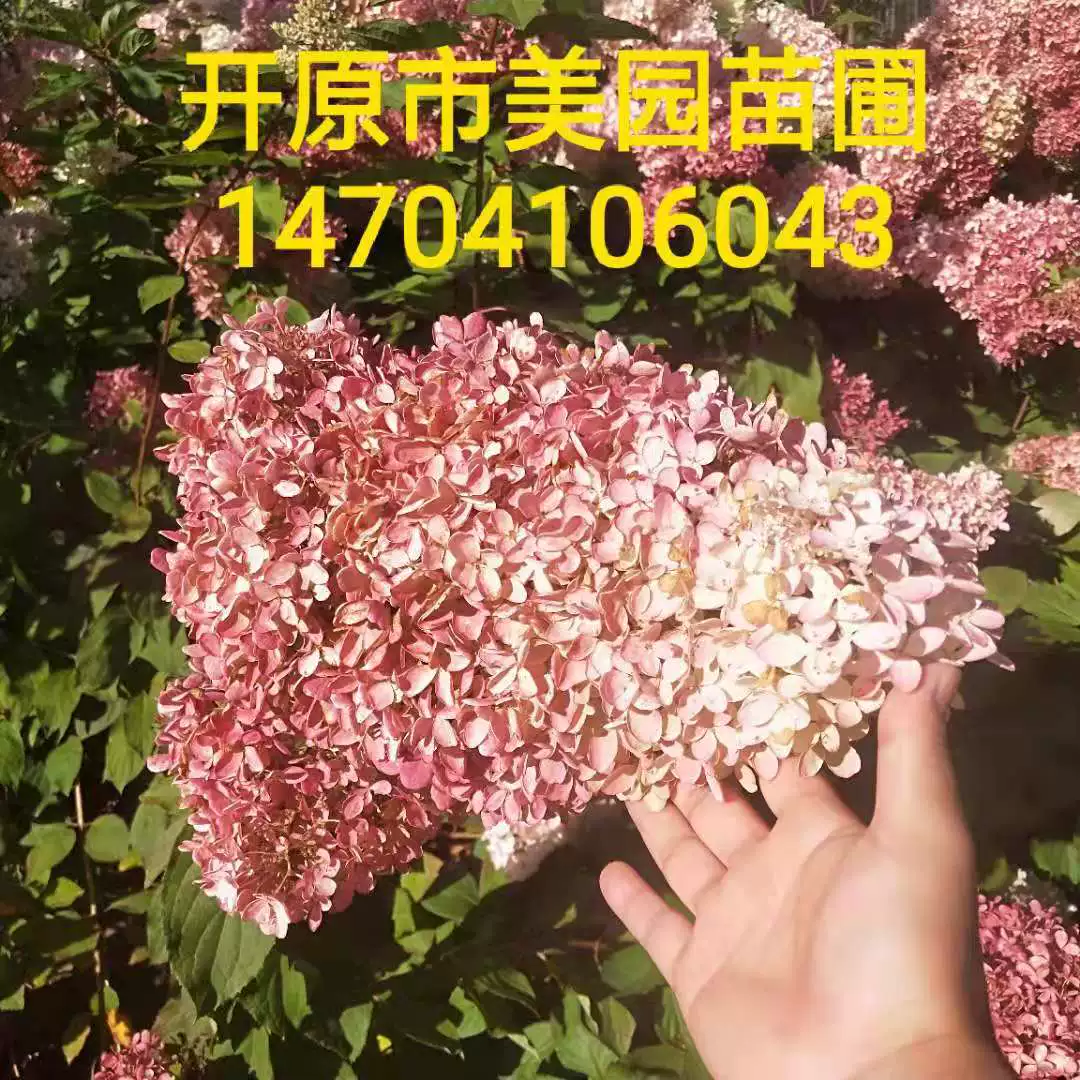 Северная Гортензия база Многолетних Поставок большой цветок вода Выпекать дерево/дерево Гортензия/Гортензия оптовая цена скидка