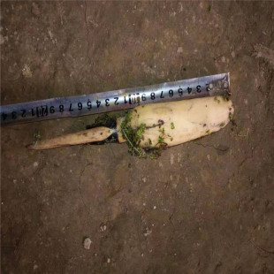 Base Wholesale Supply of Aquatic Plants Large Supply of Lotus Various Aquatic Plants Large Concessions