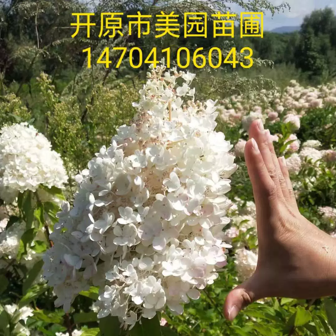 Северо-восточная база оптом большой цветок вода Выпекать дерево цена Дерево Гортензия Восемь Бессмертных цена скидка