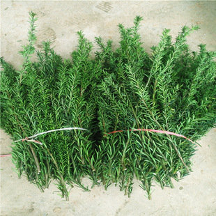 �������l���؁��t��ɼ���r֦�l��������Ǥ��֦�l �t��ɼ����֦�l