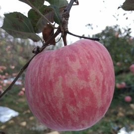 其他泡沫塑料;EPE珍珠棉;其他塑料网