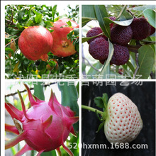 ˮ����N�ӗ�÷ʯ�������ɣ驰����ľ�ϟo�����J���� �ļ��N��