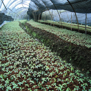 ����ֱ�N��z骱����50-80cm �@�־G���^�p������o��������ľ