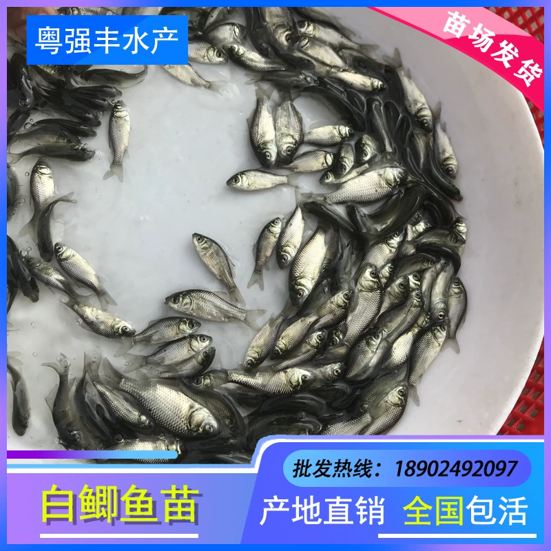 Оптовая продажа высококачественной рыбы-карася из Гуандуна, живая рыба-карась, прямые поставки с фермы Zhongke, белый карась.