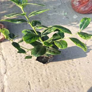 �����o���۹� ����20-80 Ҏ���Rȫ ���� Ʒ�N�Rȫ ���󃞻�