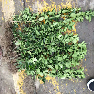 ���س��� ���~�S�� ����  �e�� ���󃞻� Ʒ�N�Rȫ���󃞻�