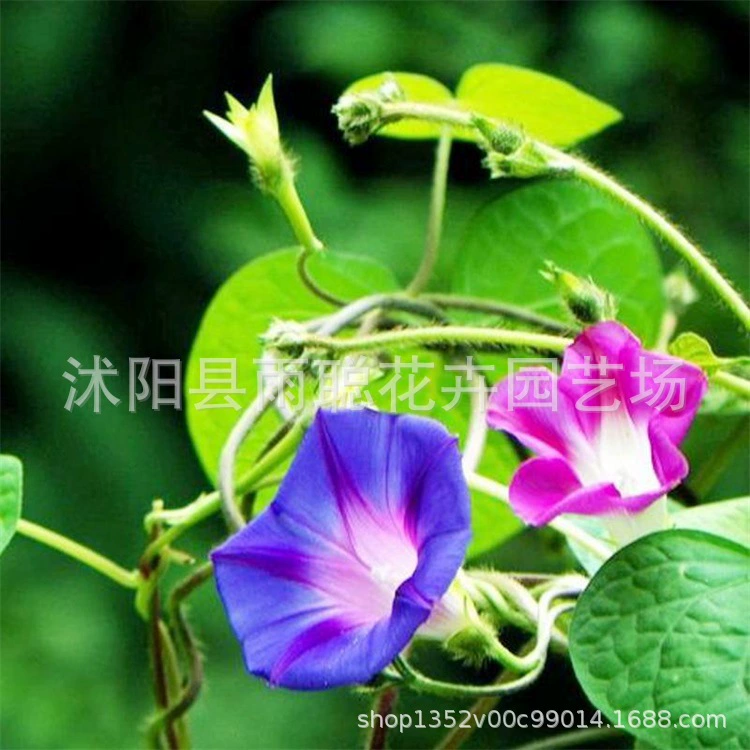 Семена утренней слава смешанные цвета ландшафтного ландшафтного проекта озеленения семян балкона семян виноградной лозы 100 семян в четыре сезона