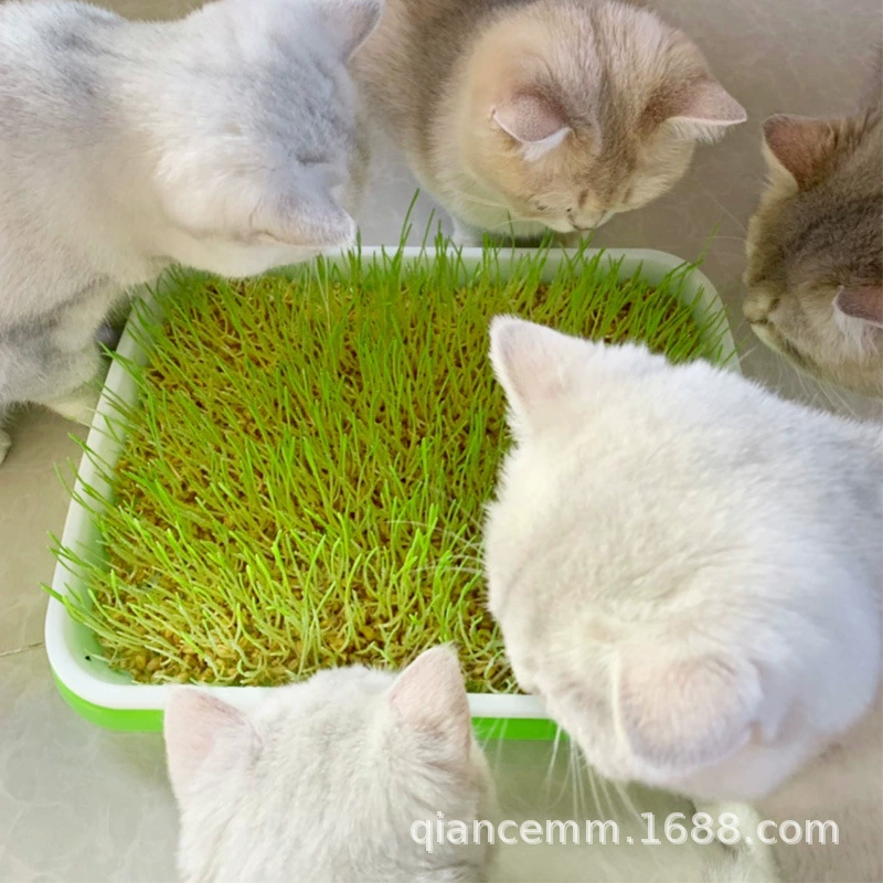 Ростки Семена Кошачьи Семена Травы Гидропоника Почвы Культивированные Пшеницы Семена Ячмень Семена Корма Семена