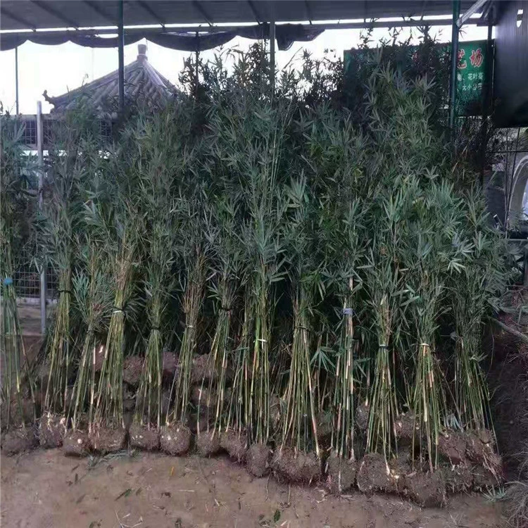 Прямые продажи больших объемов бамбука Ci Xiao, различные спецификации, различные виды бамбука, полные сорта, скидки на большие объемы.