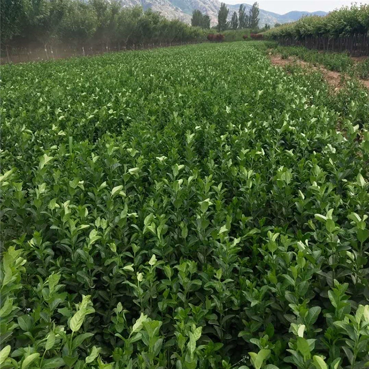 Рассада база прямой вертикальный НДС рассада мелкие листья НДС зеленый рассада парк зеленый вечнозеленый все сезоны