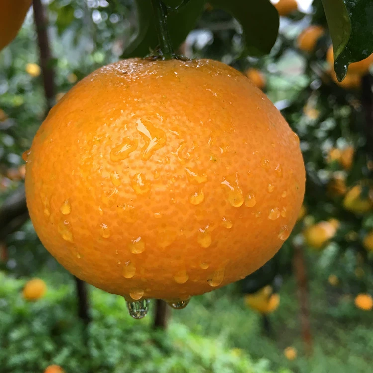 В наличии Meishan Danleng Aiyuan No.38 Желе Апельсин Оптовая Свежие фрукты Ручная кожура Апельсин 8 кг