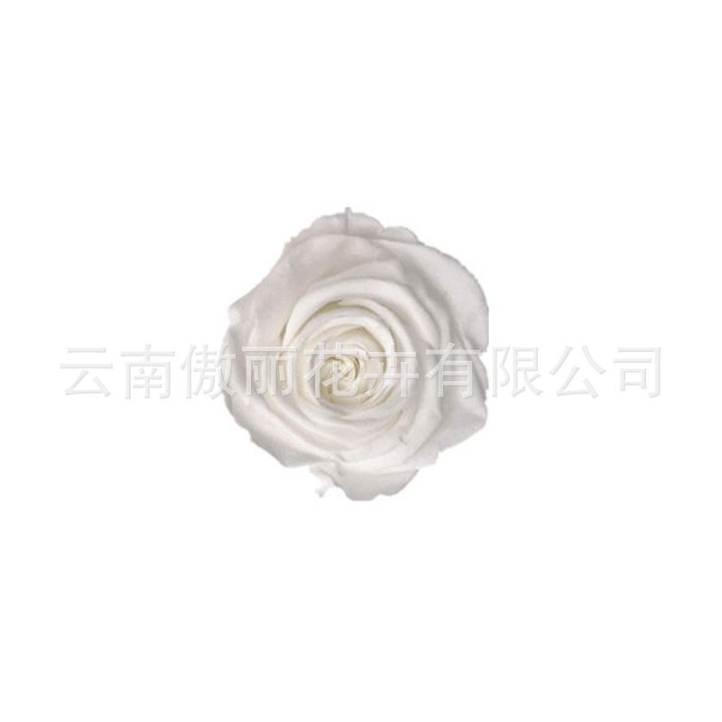 Grado una flor eterna Rosa flor preservada Rosa flor seca 5-6cm exportación calidad Yunnan fábrica al por mayor