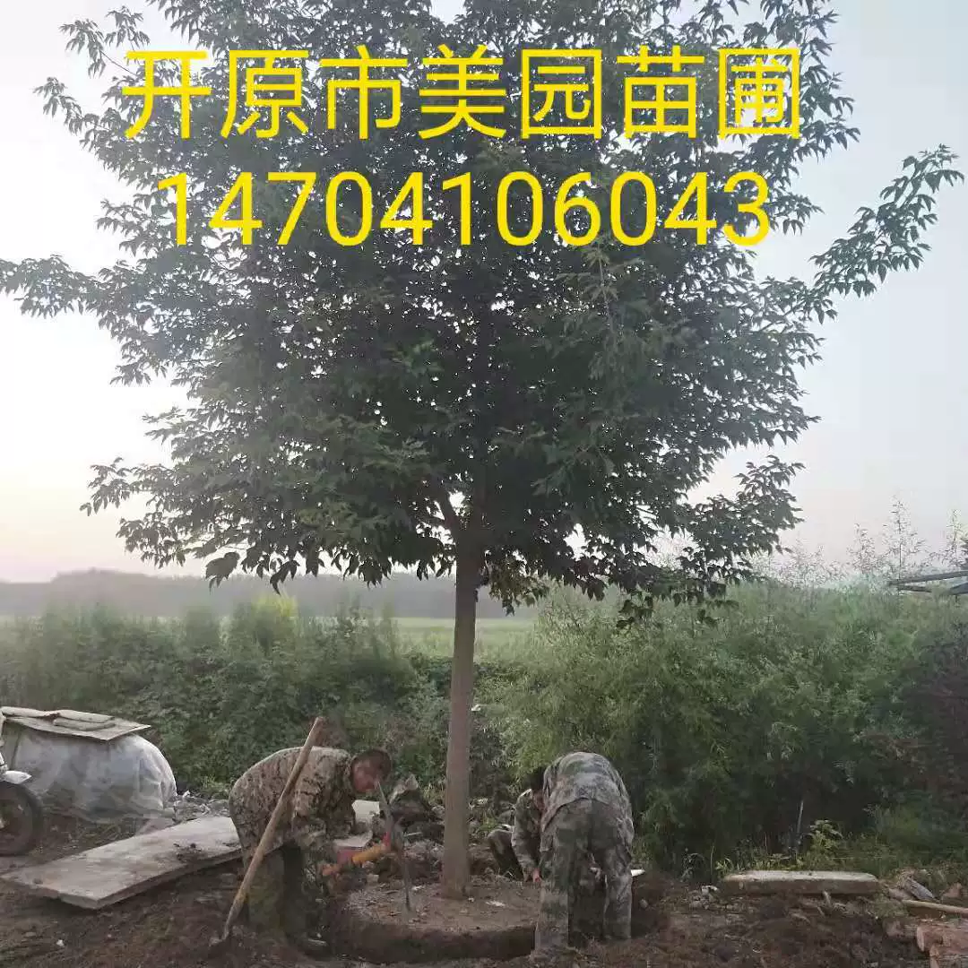 Инженерное озеленение Оптом Сахарный клен золотой лист клен сахарный клен характеристики клена полная цена оптом