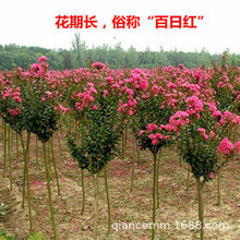 基地销售红花紫薇树苗 百日红 紫薇花树苗 园林绿化苗木 量大优惠