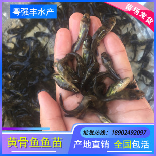 �S���~�繩���S��~�S�����~���S�Ƕ��S���~���S�ɸ�����������l