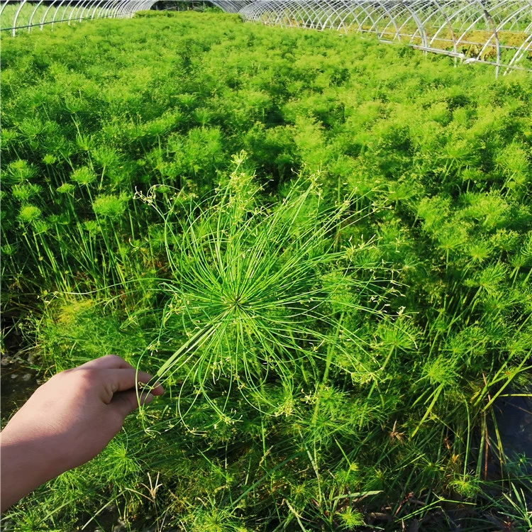 База большой запас водных растений оптом зонтик трава для продажи большое количество различных водных растений