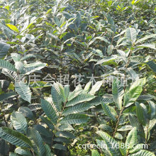 �������������N������r��S�����l����߮a�����N������