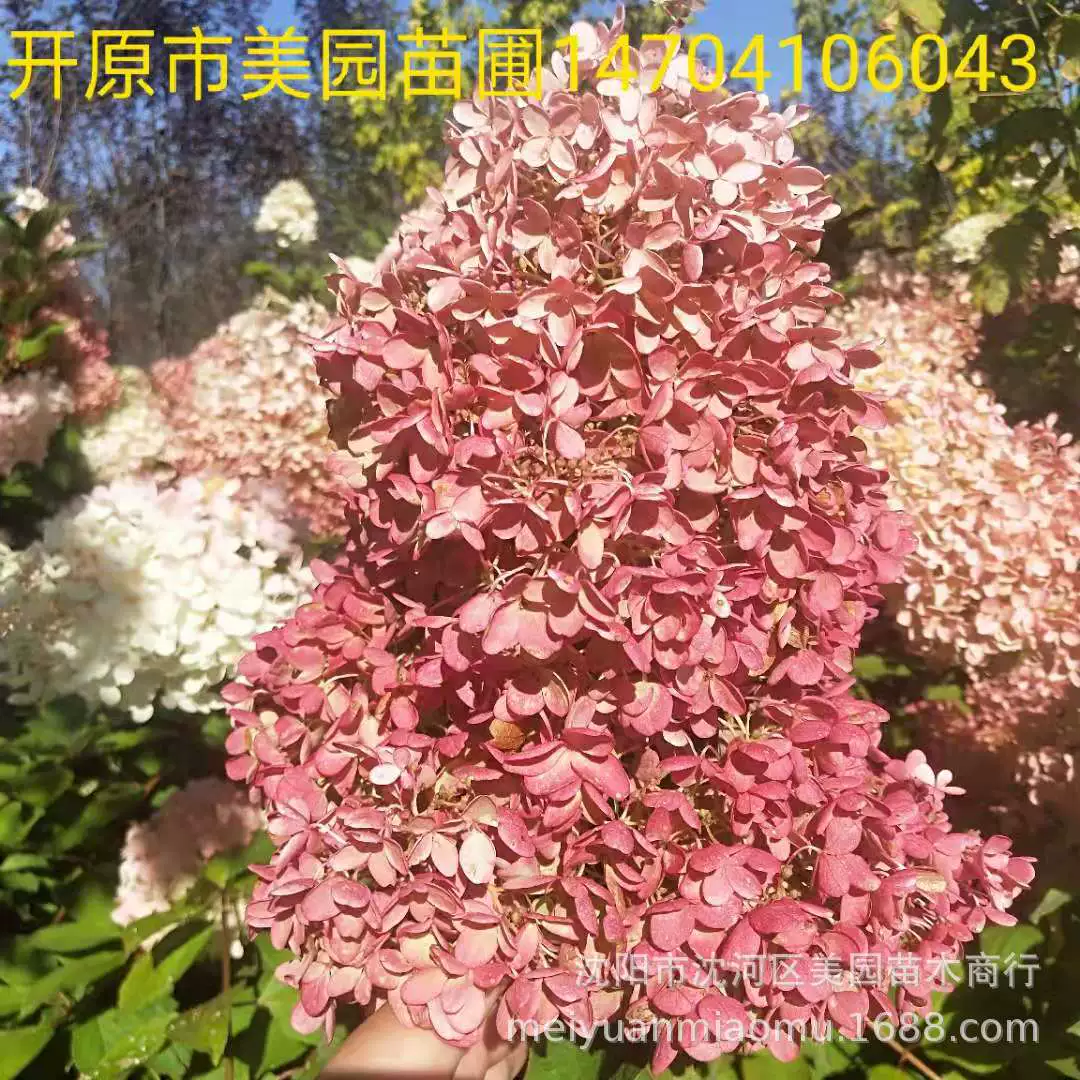 Дахуа вода для выпечки древесины Гортензия большой цветок воды выпечки древесины рассады доступны в больших количествах