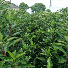 基地大量供应 法国冬青 青珊瑚高20-2米 篱笆 出售规格齐全