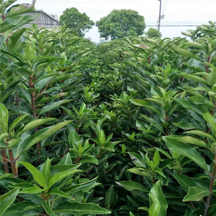 基地大量供应 法国冬青 青珊瑚高20-2米 篱笆 出售规格齐全
