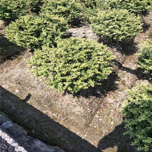 ���ش����������lС����� ���NҎ��   Ʒ�N�Rȫ ���󃞻�