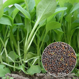 盆栽;种子;园林果树