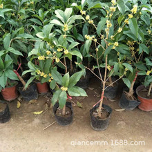 批发嫁接桂花树苗盆栽 浓香型花卉金桂丹桂当年开花 耐寒量大优惠