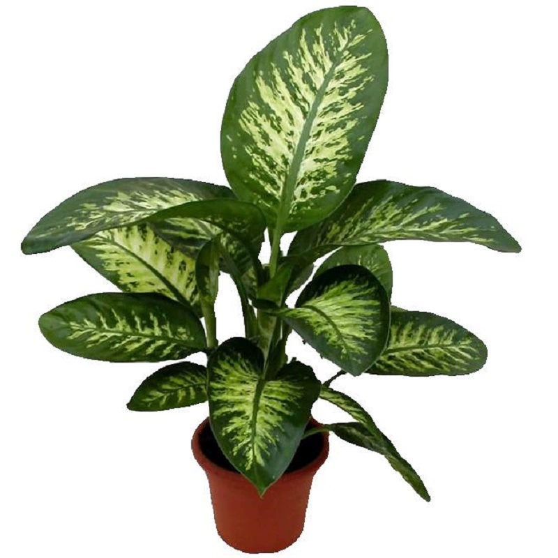 Оптовая продажа цветов и зелени: комнатные растения в горшках, листвые растения, крупные пятнистые вечнозеленые растения, от 5 горшков, корпоративные подарки