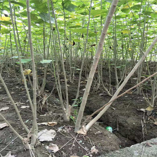 ���ع��� ľܽ�� ���NҎ�� ���󃞻� ���� ���@ Ʒ�N�Rȫ