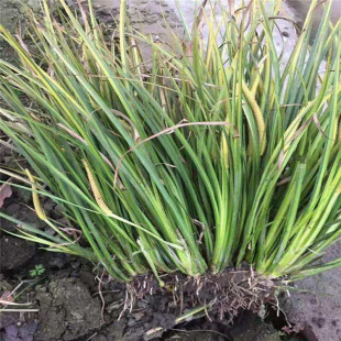 The Base Sells a Large Number of Calamus, Golden Leaf Calamus, Aquatic Plants, and a Large Supply of Various Aquatic Plants