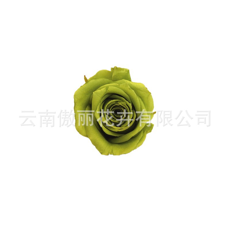 Grado una flor eterna Rosa flor preservada Rosa flor seca 5-6cm exportación calidad Yunnan fábrica al por mayor