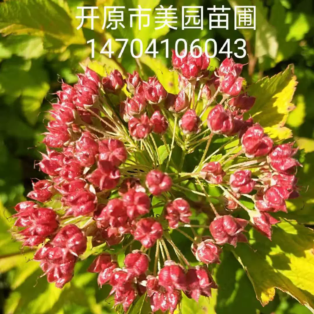 Сильфон с золотыми листьями Фруктовая рассада Золотой лист/Фиолетовый Сильфон с листьями Фруктовый шар Сильфон с золотыми листьями Фруктовая рассада Оптовая цена