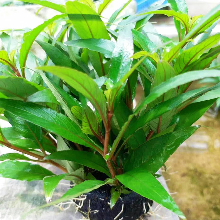 大柳坨草水草造景活体水族箱造景鱼缸有茎类真水草批发光合水草