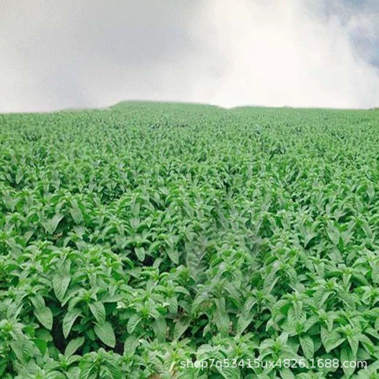 Кошачья мята Весь Лист Сломанный Лист Кошачья Мята Порошок