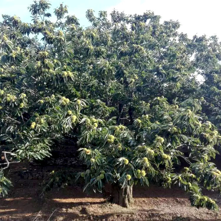 原产地燕山板栗 2025年新鲜板栗生板栗 千吨库存量大优惠