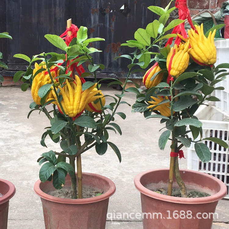佛手树苗盆栽佛手柑苗地栽食用植物阳台庭院花卉绿植好养气味芳香