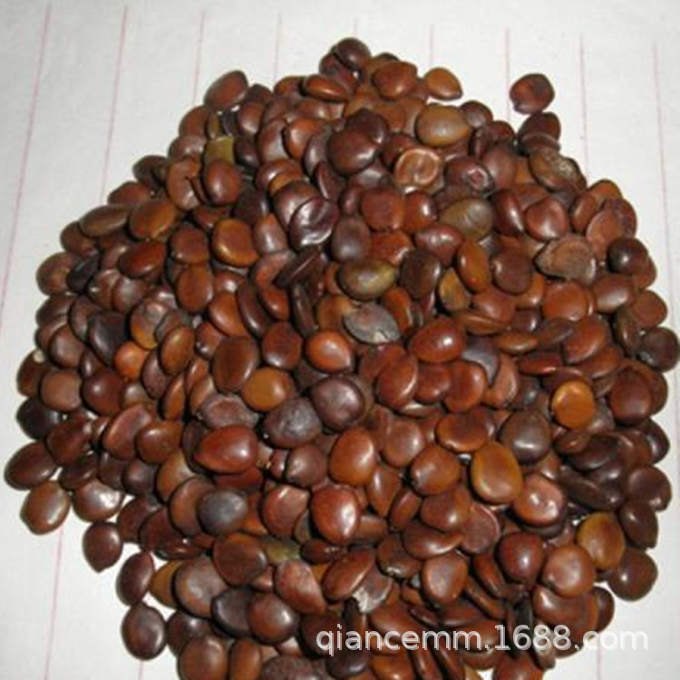 新采大皂角种子 小中皂角树苗种子林木皂荚种籽  绿化苗木