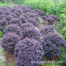 �t���^ľ��@��ͥԺ�Gֲ���ܻh�ʇ����ļ��t�~��ɫ�辰�t��ľ����