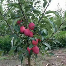 ��ľ���س����u�Ĺ��� 2���u��С�O���� ��������Ʒ�N�u�Ĺ���