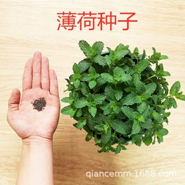 盆栽;种子;园林果树