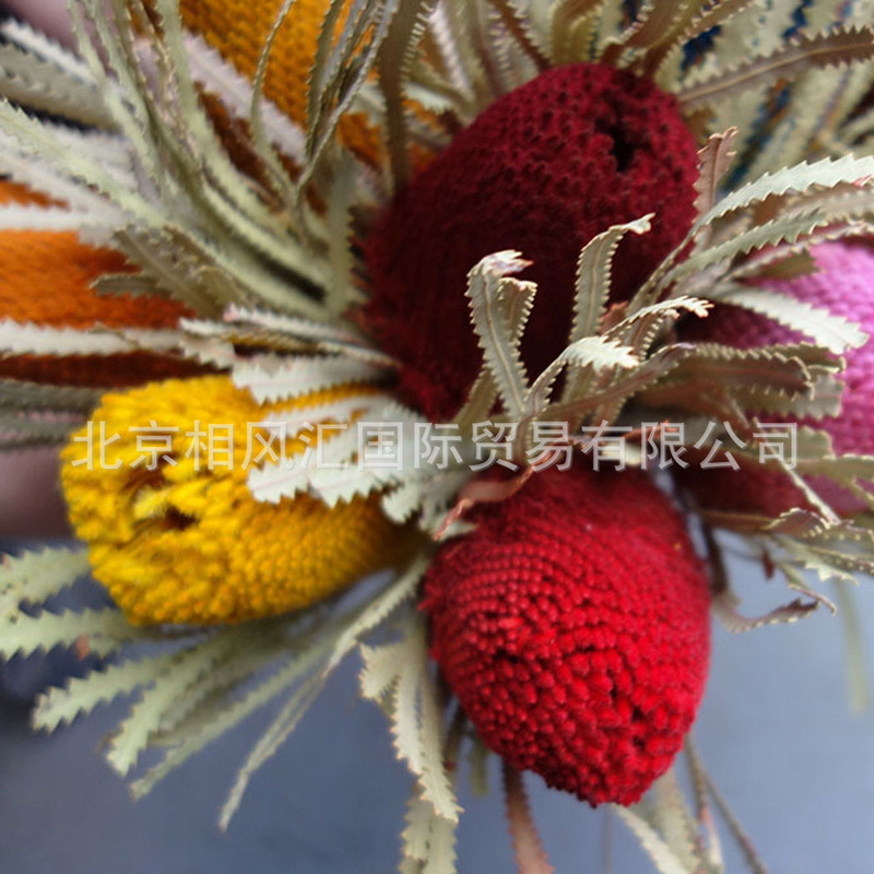 【班克木】輸入乾燥花胡克班克木大仏塔天然植物写真撮影装飾生け花花束|undefined