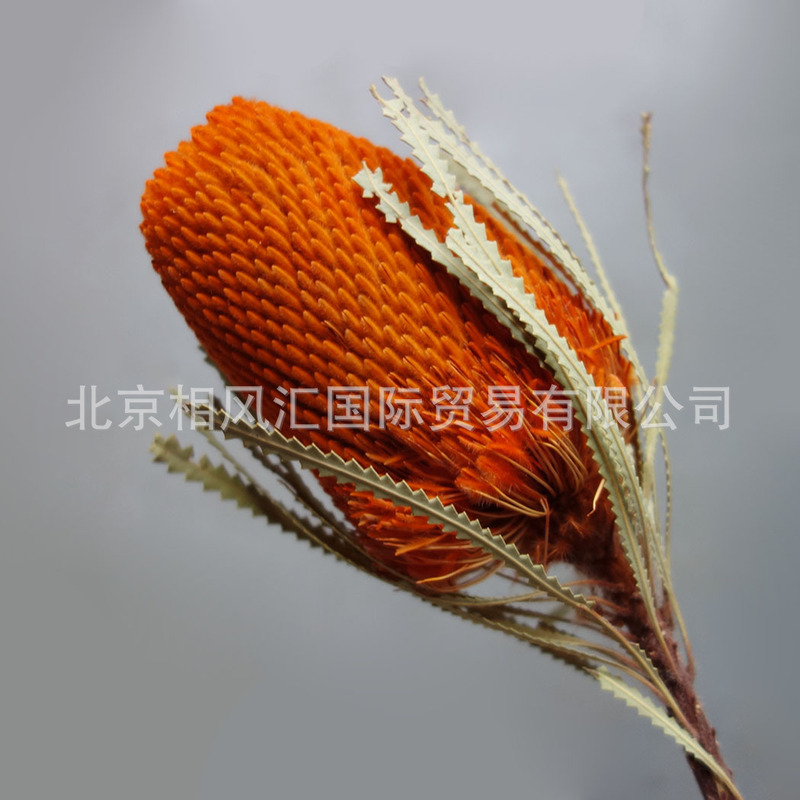 【班克木】輸入乾燥花胡克班克木大仏塔天然植物写真撮影装飾生け花花束|undefined
