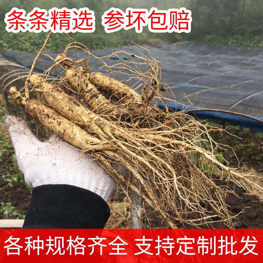 精选新鲜人参现挖带土鲜参吉林长白山人参煲汤泡酒东北特产鲜人参