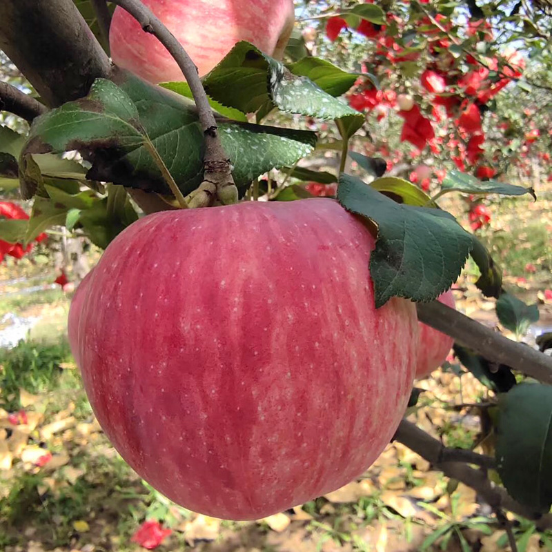 Luochuan Apple Wholesale Authentic Luochuan Red Fuji Luochuan Apples Dropshipping Sweet Apples Fresh Luochuan Fuji Luochuan Apple Wholesale Authentic Luochuan Red Fuji Luochuan Apples Dropshipping Sweet Apples Fresh Luochuan Fuji