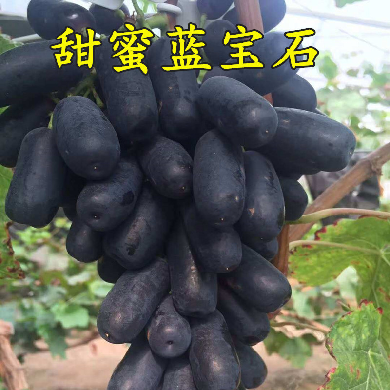 葡萄树苖品种 甜蜜蓝宝石葡萄苗 南方北方种植盆栽地栽爬藤果树苗