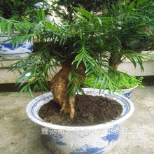 基地直销珍贵苗木穗花杉树桩盆栽 庭院室内观赏绿化盆景净化空气