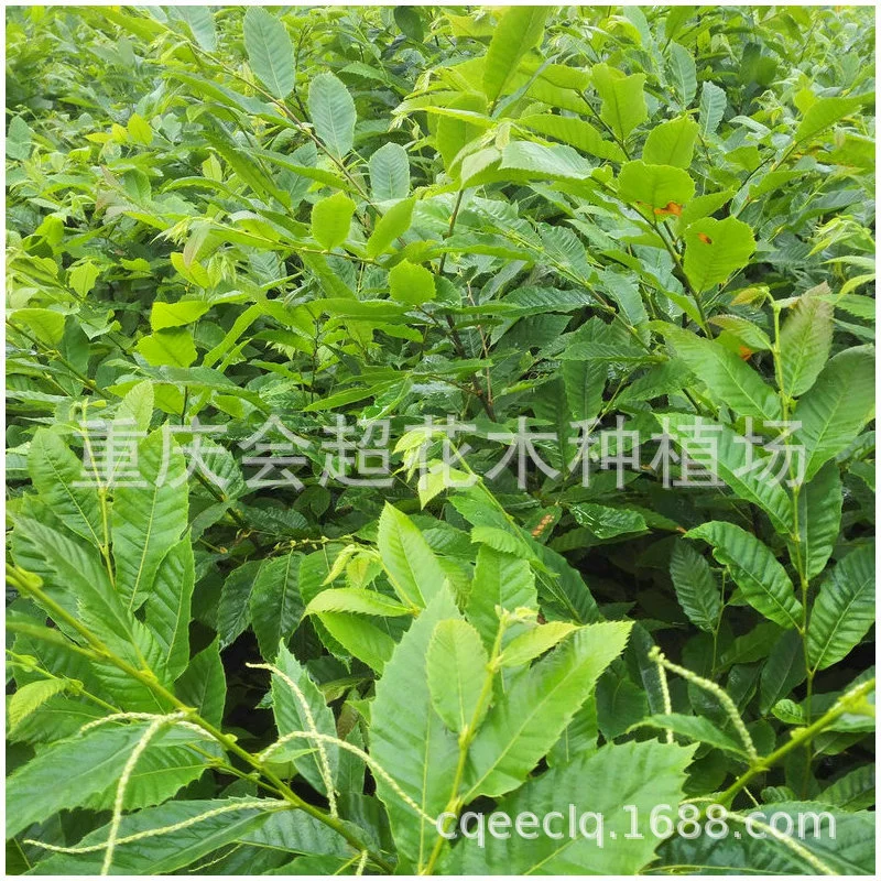 Большое количество оптовых привитых саженцев каштанов хороших сортов саженцев каштанов саженцев луотянских каштанов крупных выгодно