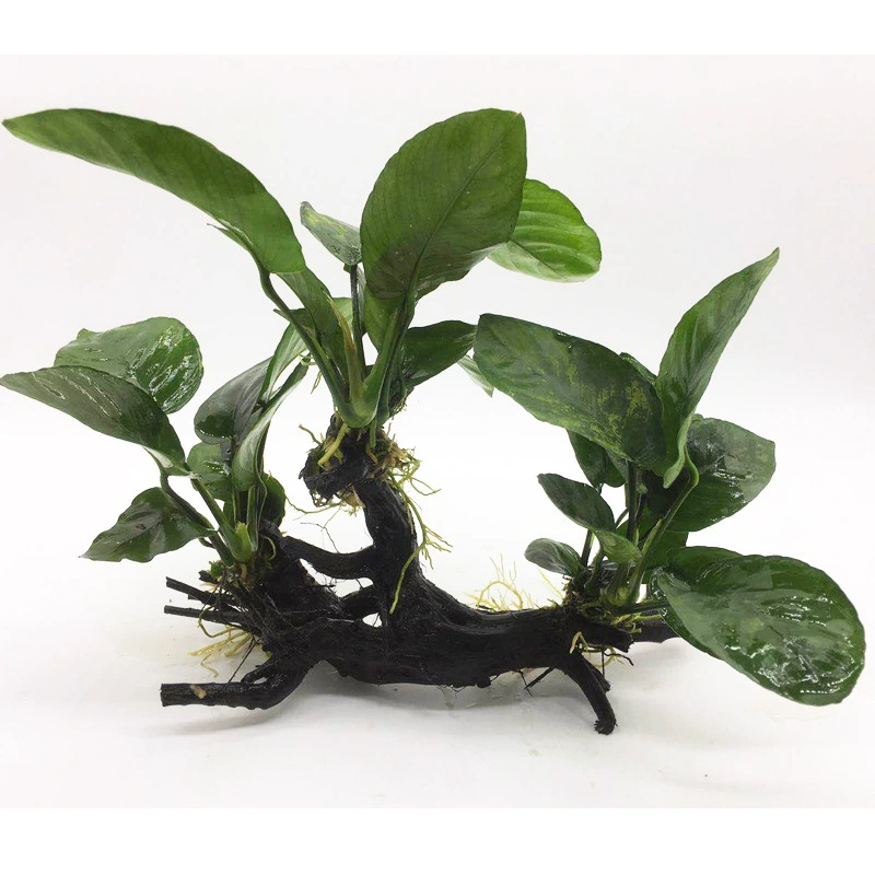 Водный баньян, затонувший лес, деньги баньян, небольшой водный баньян, привязанный к затонувшей древесине, водный баньян, декоративные рыбы, настоящие водные растения, украшение живых аквариумов, аквариум