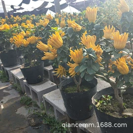 盆栽;种子;园林果树